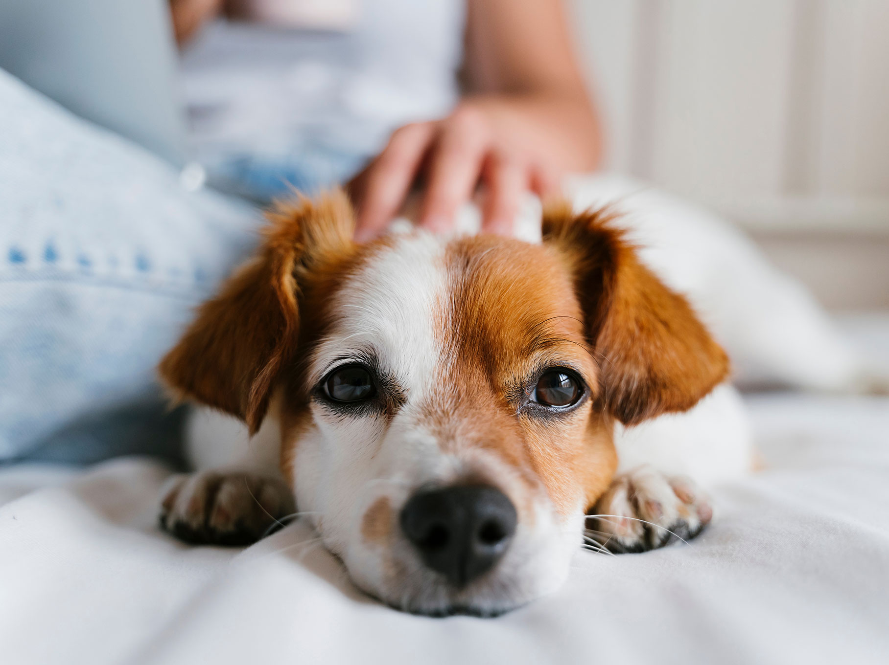 A cute puppy gazing at the camera
